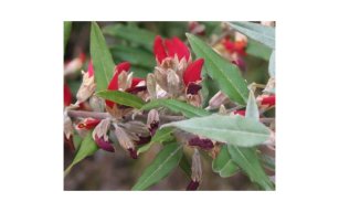 plantsonline